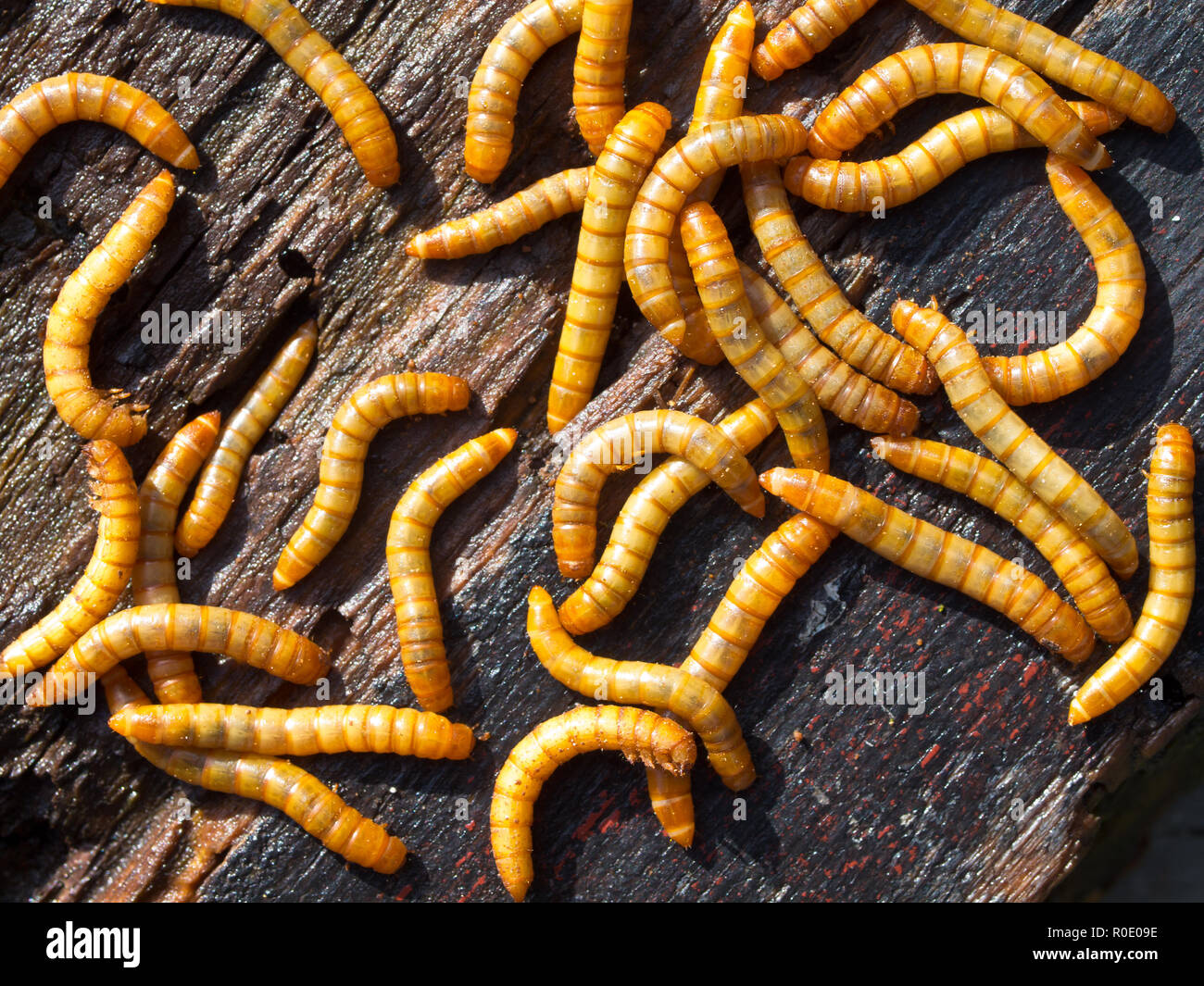 Worm wood. Worm wood. Сосновый бражник гусеница. Корабельный червь тередо. Короед жук древоточец.