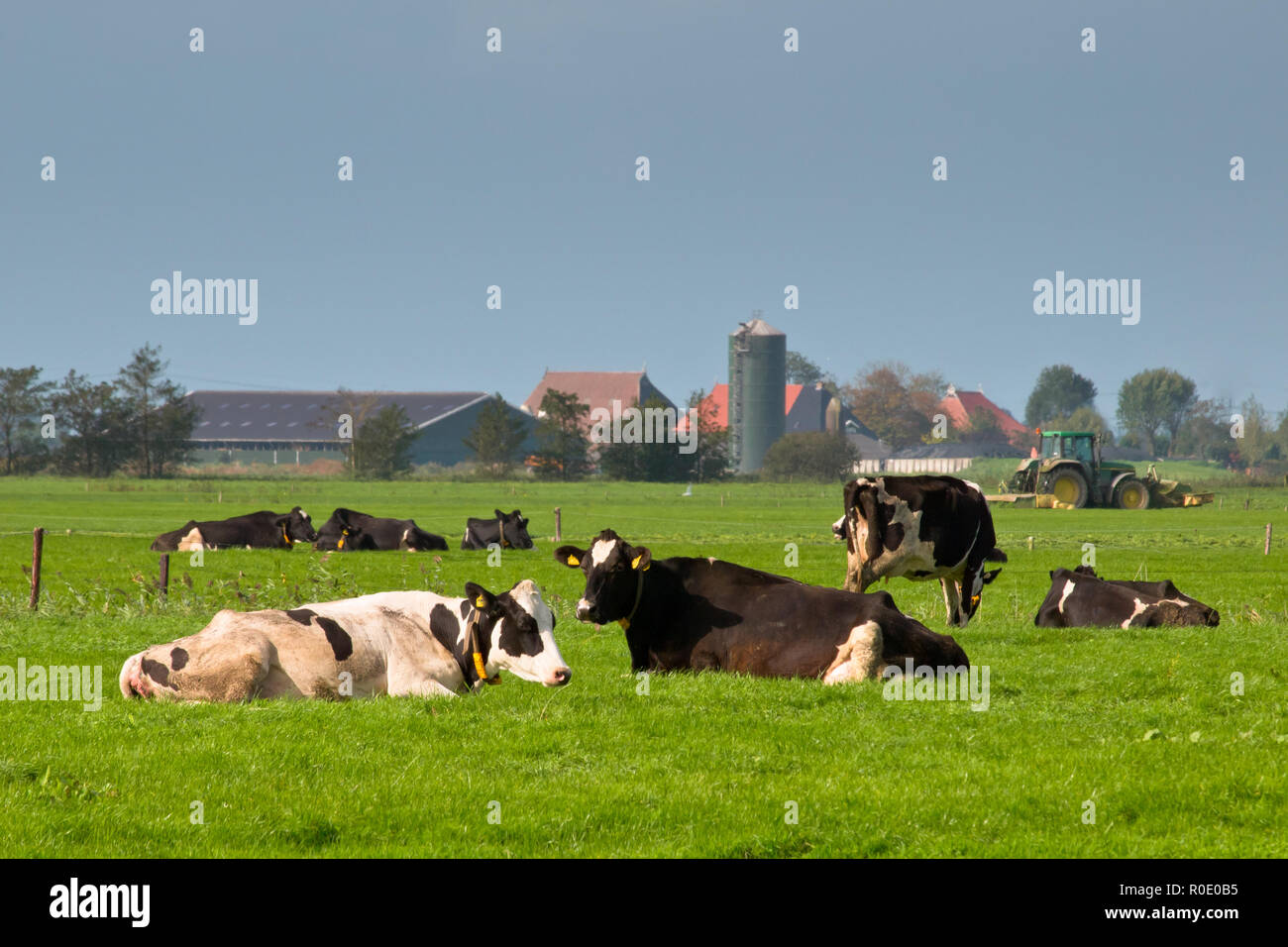 Cows are resting with farm and tractor in backdrop Stock Photo