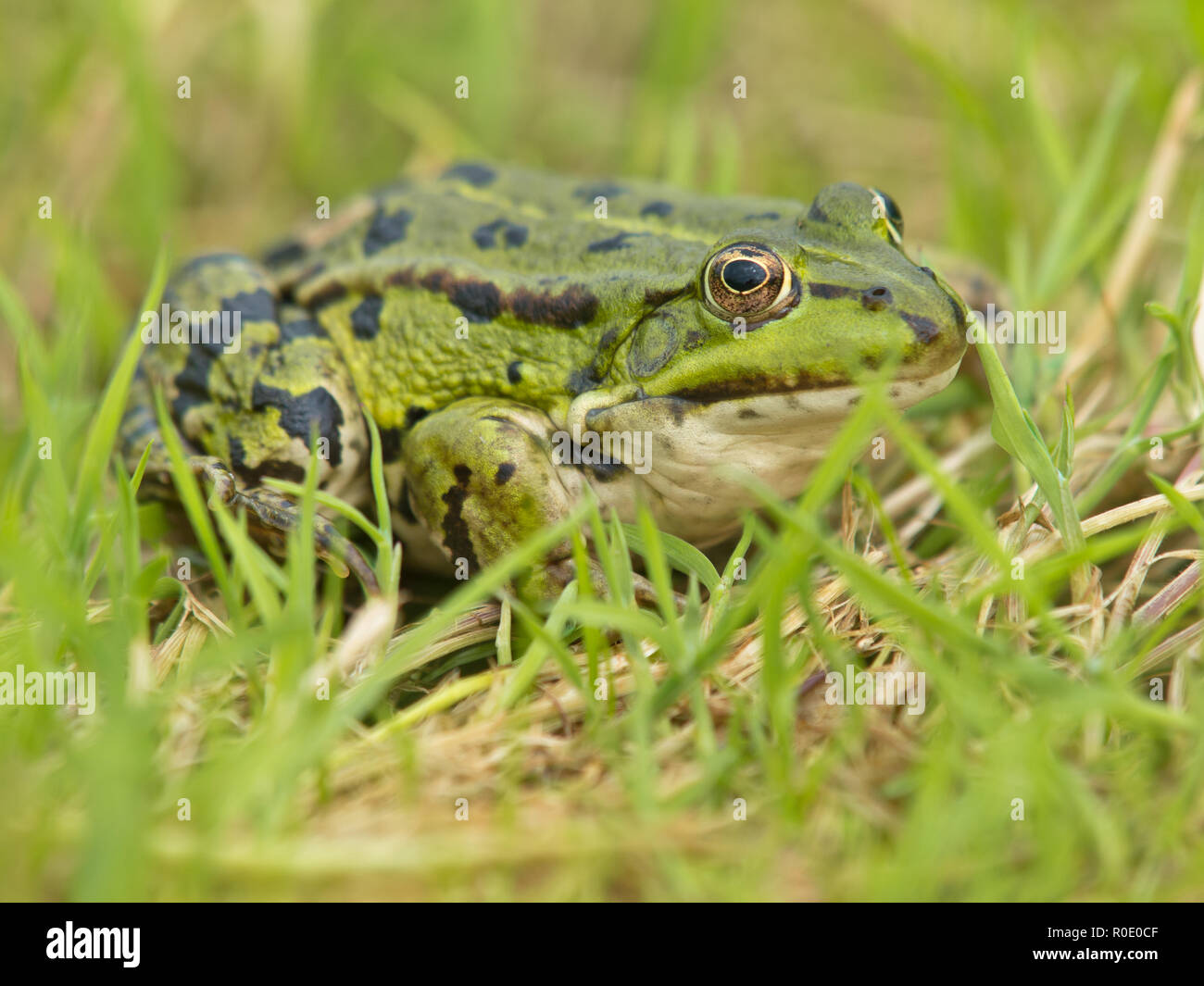 Edible Frog (Pelophylax kl. esculentus) resting in grass Stock Photo