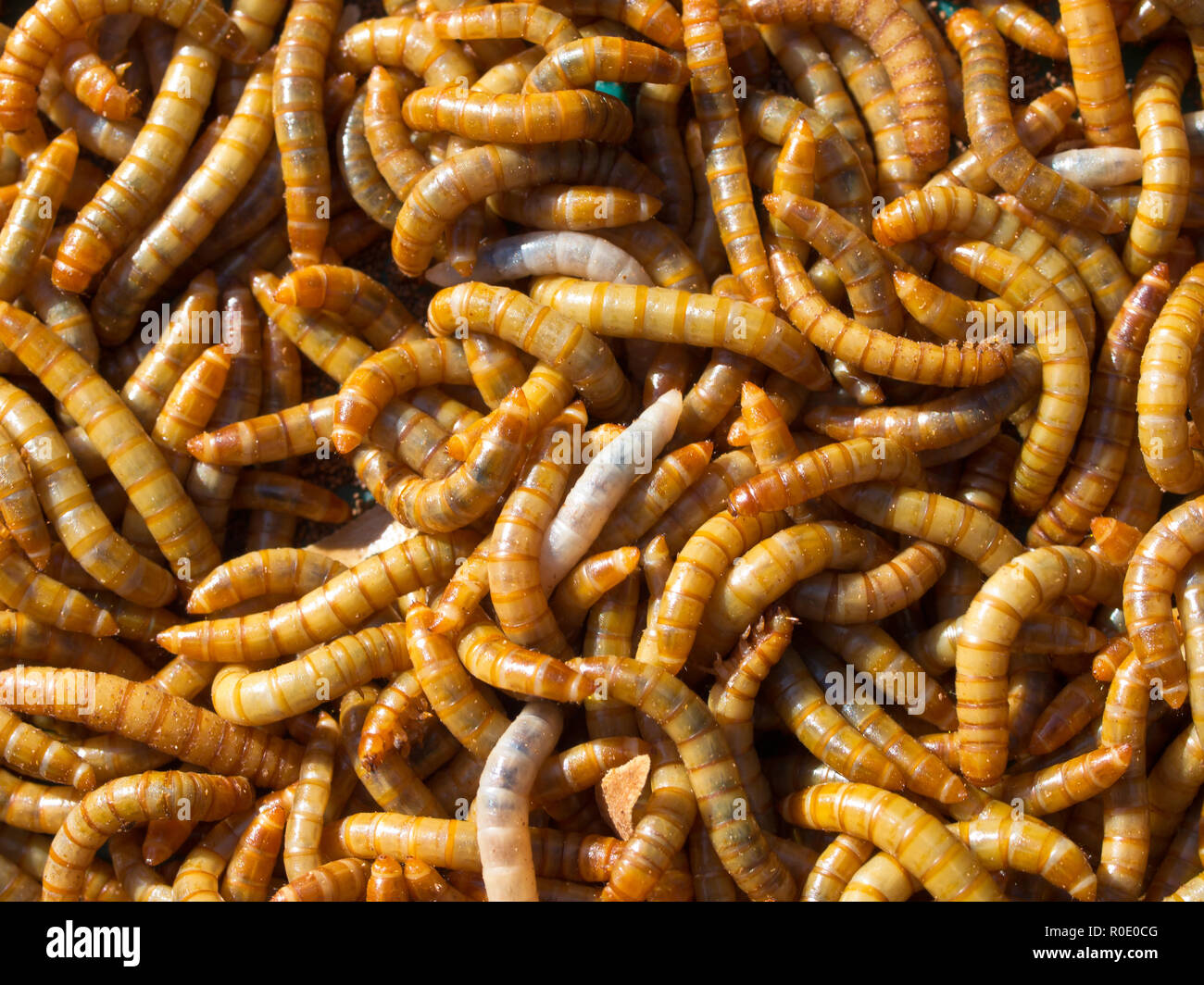 Mealworm close up hires stock photography and images Alamy