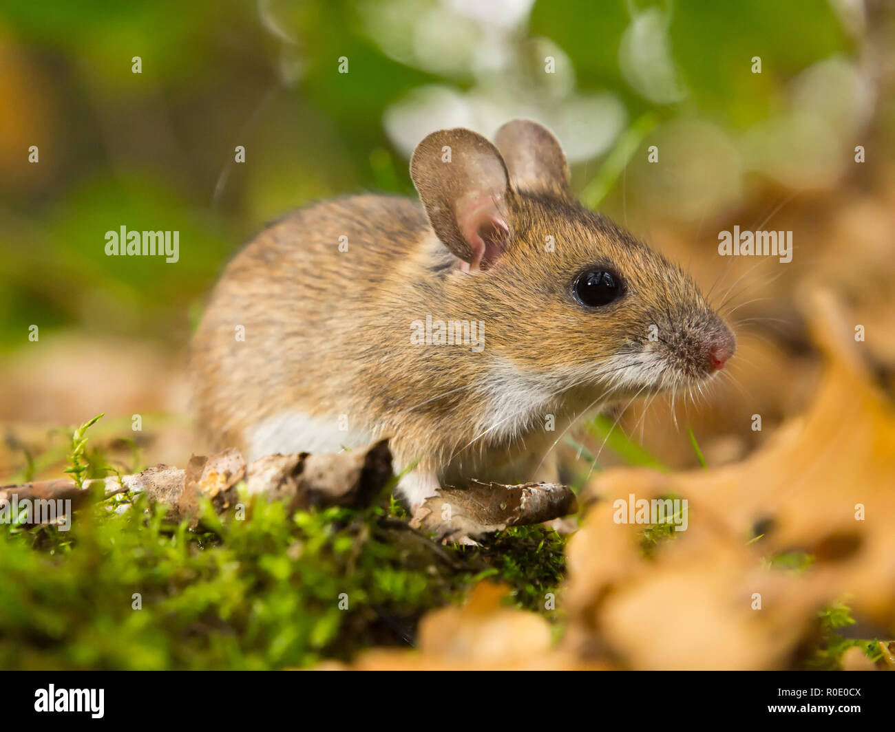 yellow necked mouse in natural habitat Stock Photo