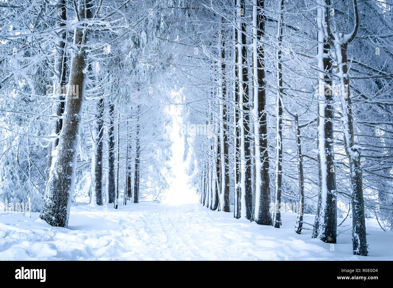 Magical winter landscape: path between snowy trees in forest Stock ...