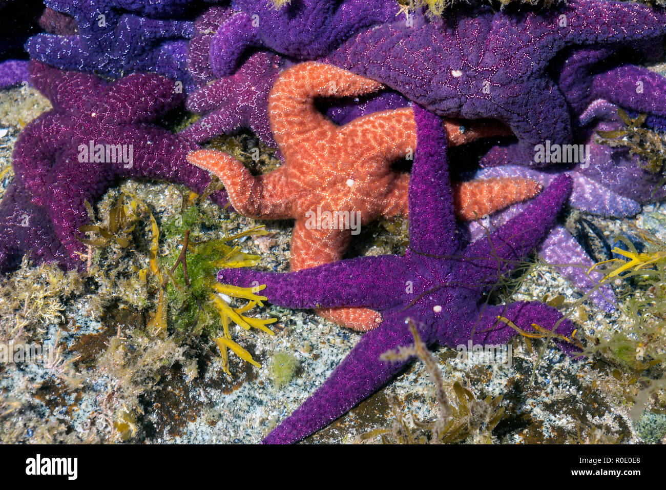 Starfish bed hi-res stock photography and images - Alamy