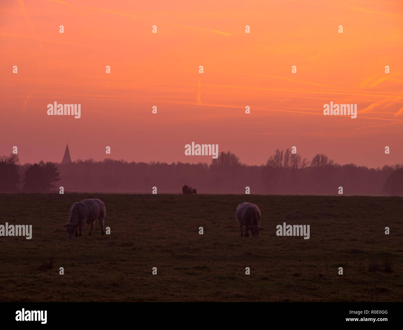 Grazing cattle during spectacular sunset Stock Photo - Alamy