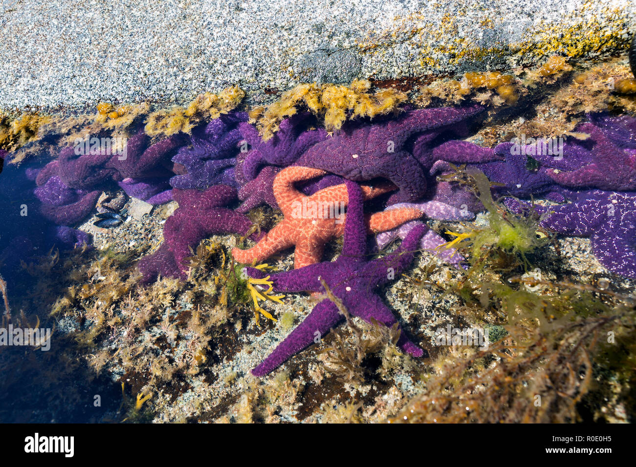 Multiple purple starfish and one orange starfish at low tide on a rocky ...