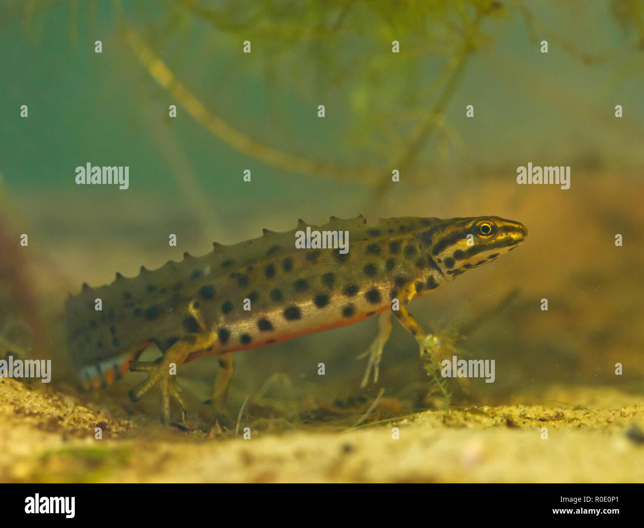 newt submersed in water Stock Photo