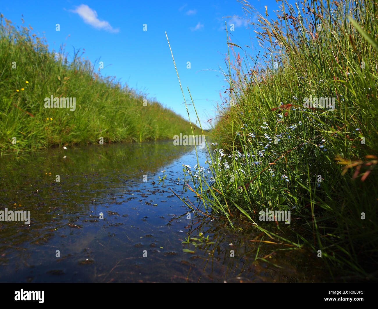 Typical dutch polder ditch seen from just above the waterline Stock Photo