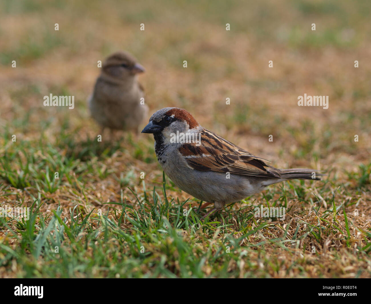 pair of house sparrow on a field of grass Stock Photo
