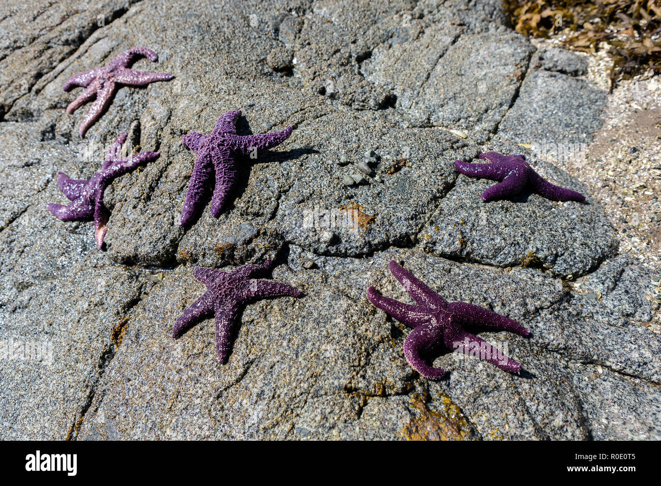Six separated purple starfish on a rock when tide is out, concept of lack of team attitude Stock Photo