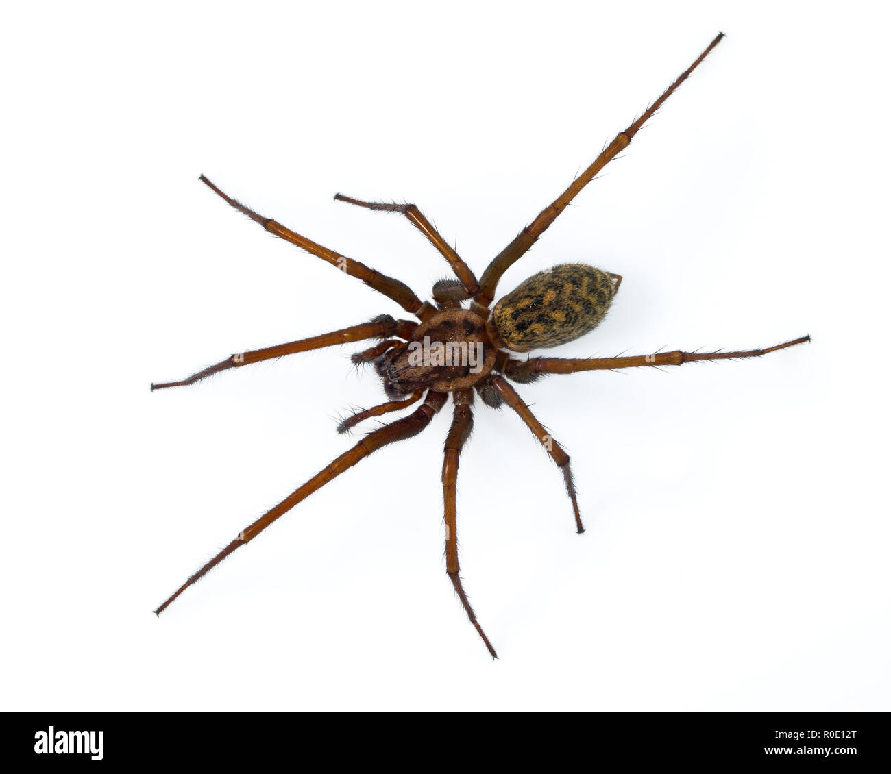 Giant scary house spider (Tegenaria domesticus) isolated on white Stock Photo