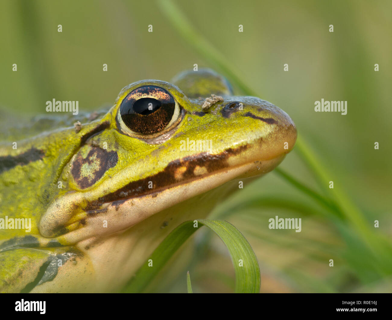 Portrait of a rare Pool frog (Pelophylax lessonae Stock Photo Alamy