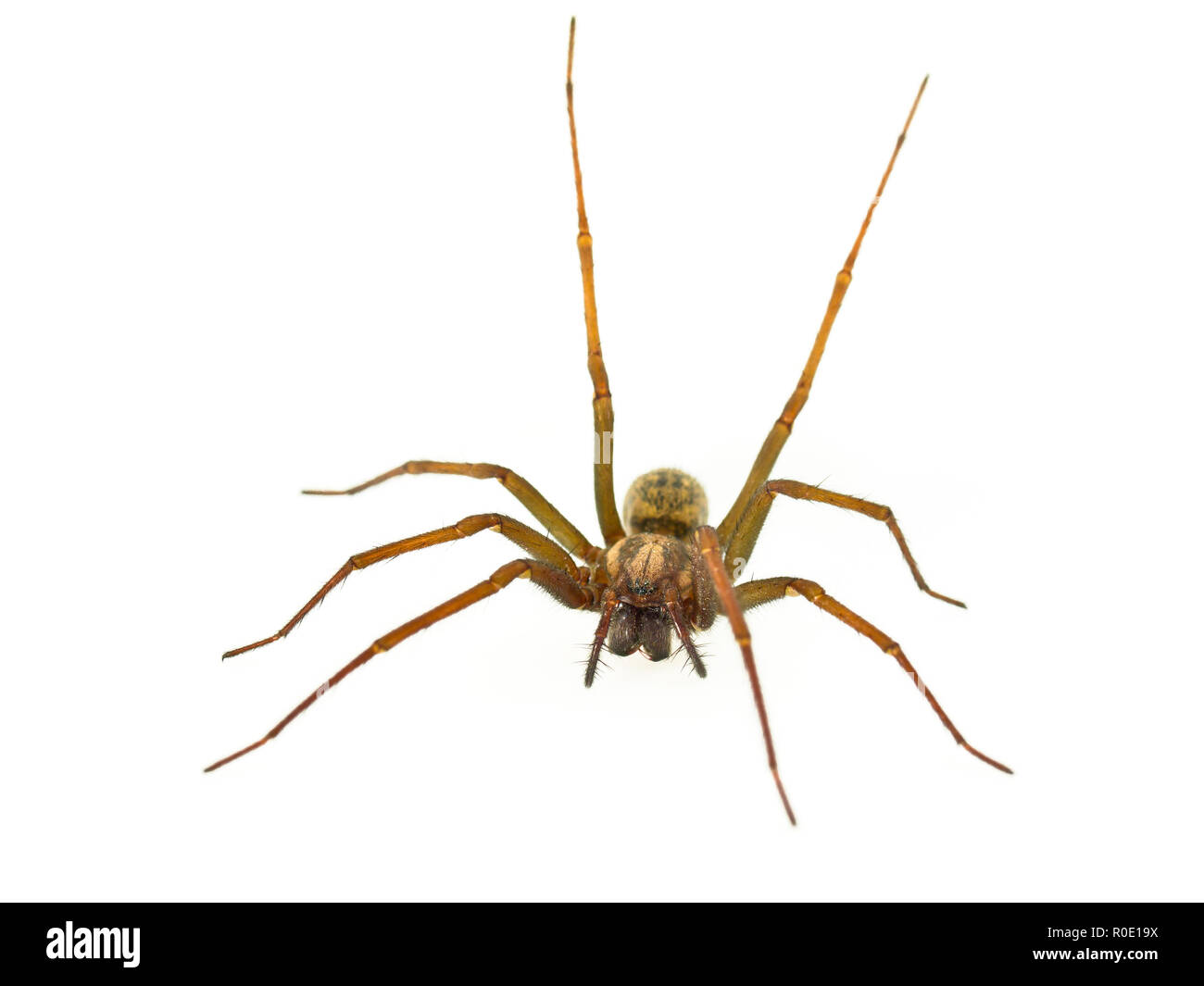 Funnel web spider (Tegenaria) with straight hind legs Stock Photo