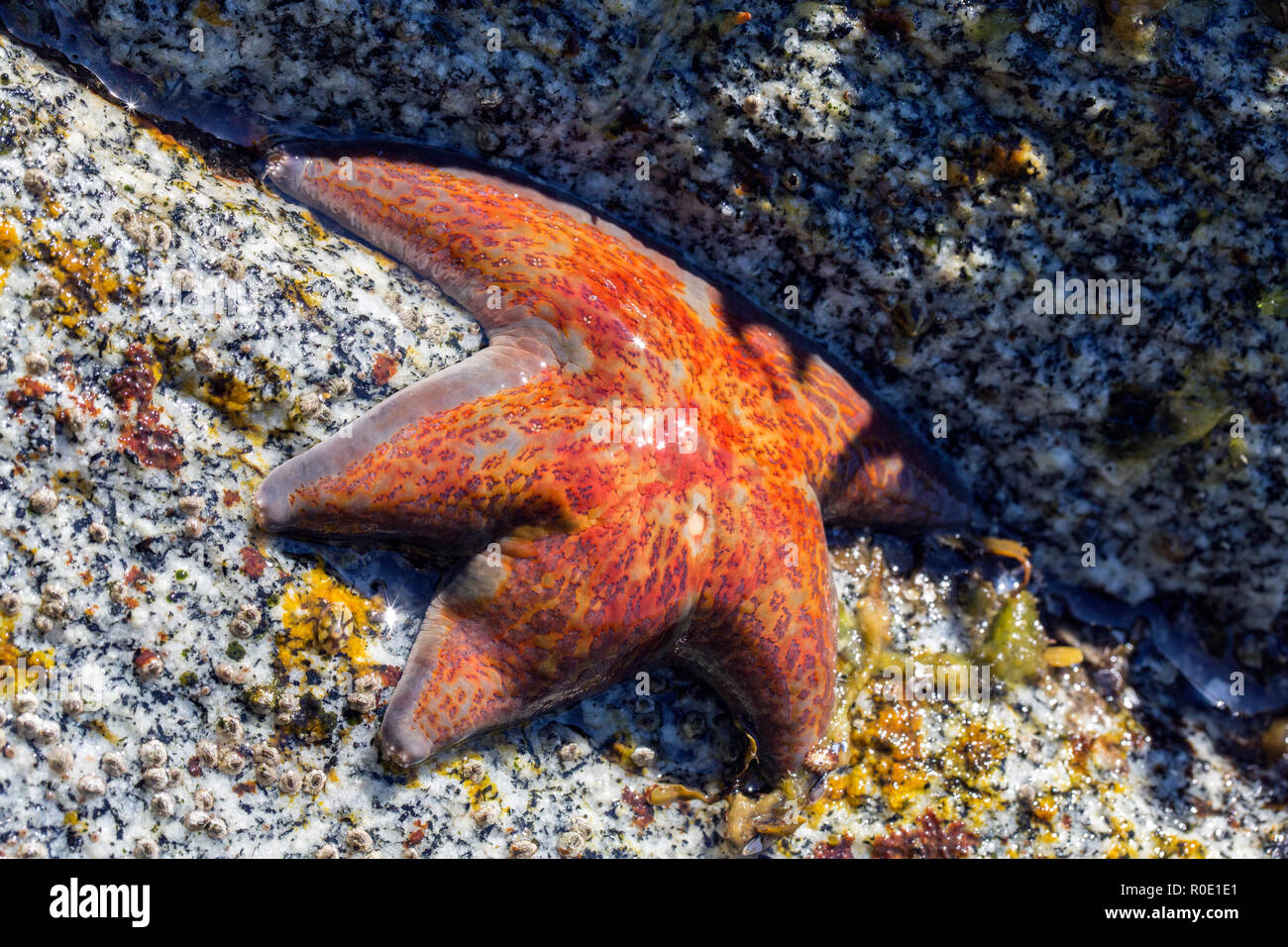 Dynamic image of red starfish in low tide water on half light half dark rocky ocean bed, can be used as a background or greeting card Stock Photo