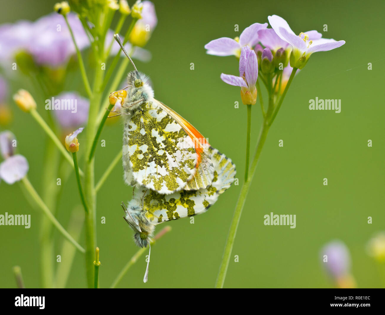 Twee parende oranjetipjes op hun waardplant Pinksterbloem Stock Photo