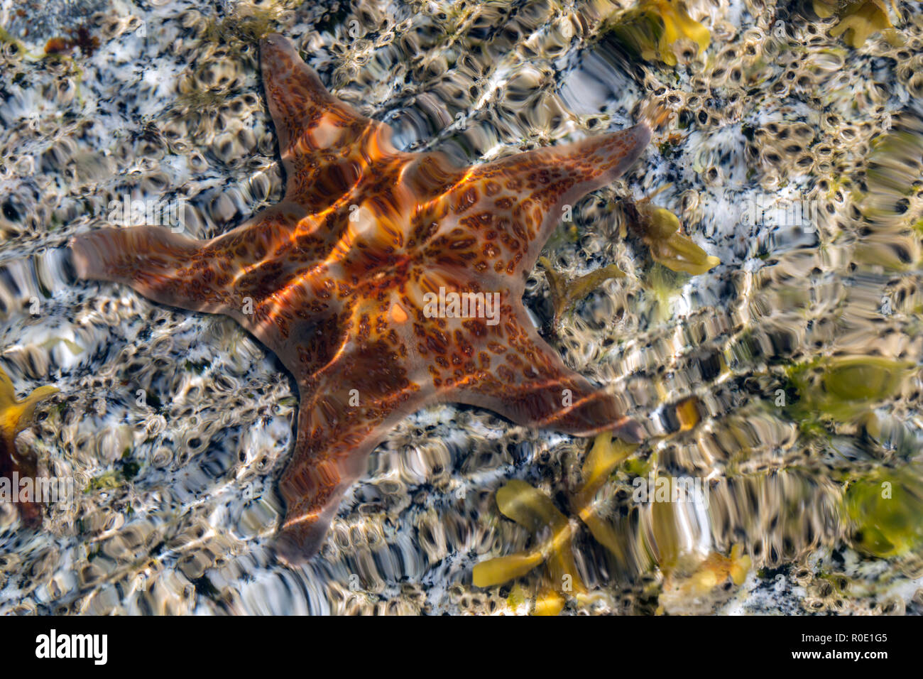 Wavy image of red starfish under water on a sunny day, can be used as background, greeting card or conceptual image of stability or being alone Stock Photo