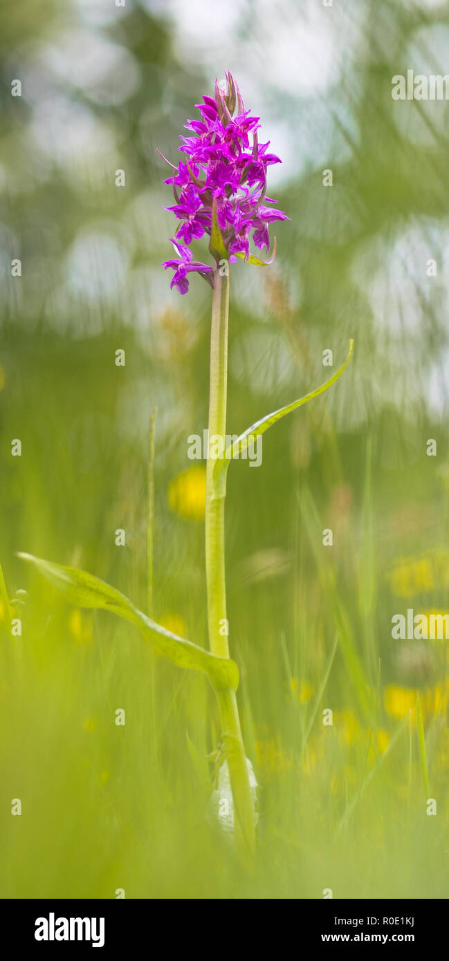 Western marsh orchid (Dactylorhiza majalis) flowering in an ecological  garden in spring Stock Photo