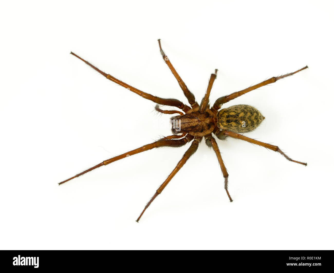 Giant house spider (Tegenaria domesticus) on a white background Stock Photo