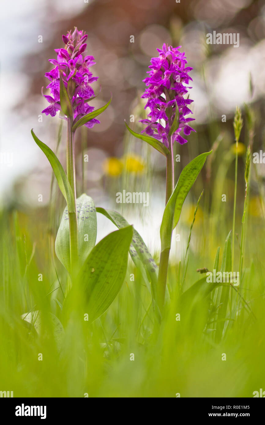 Western marsh orchid (Dactylorhiza majalis) flowering in an ecological  garden in spring Stock Photo