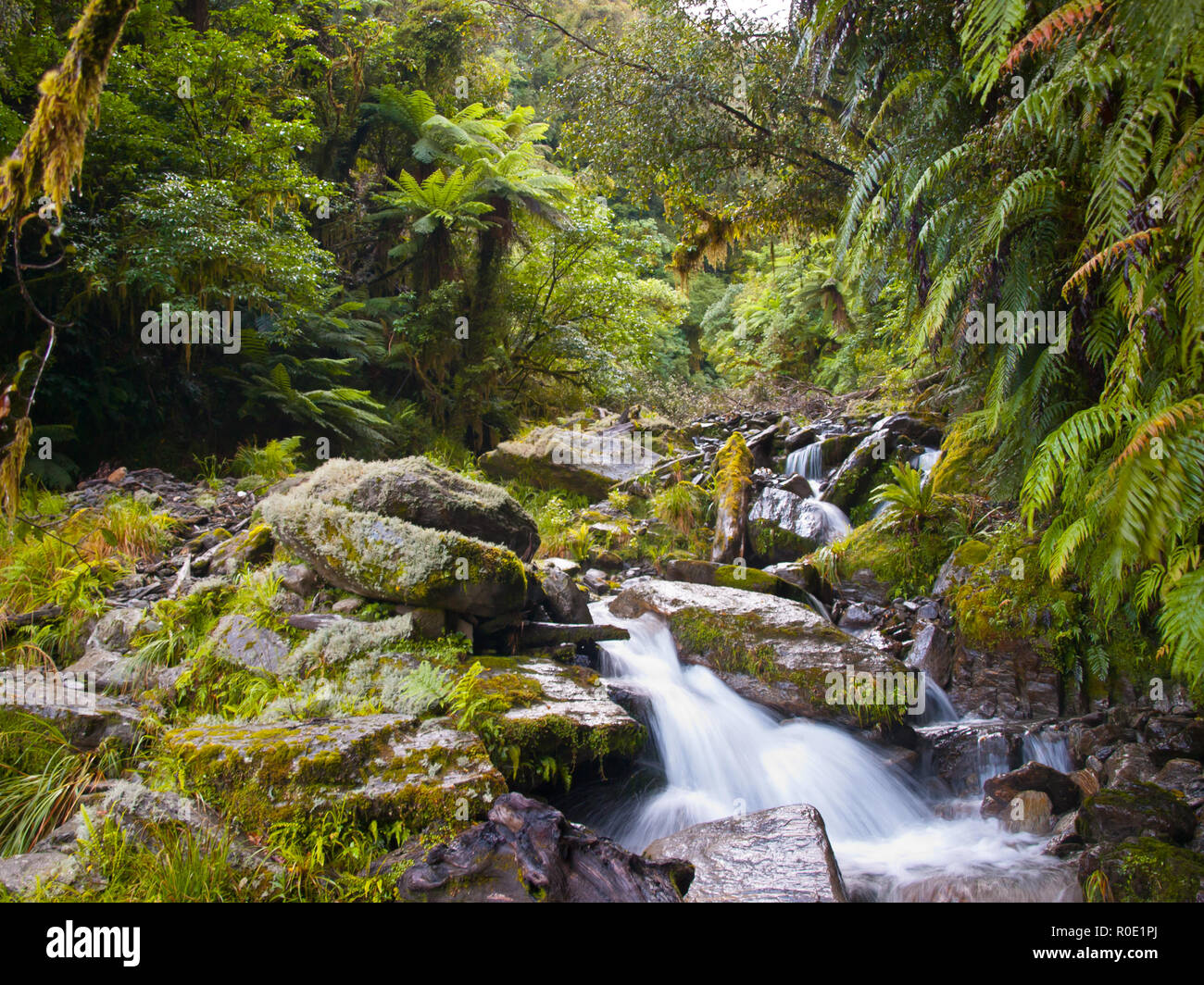 Lush tropical rainforest hi-res stock photography and images - Alamy