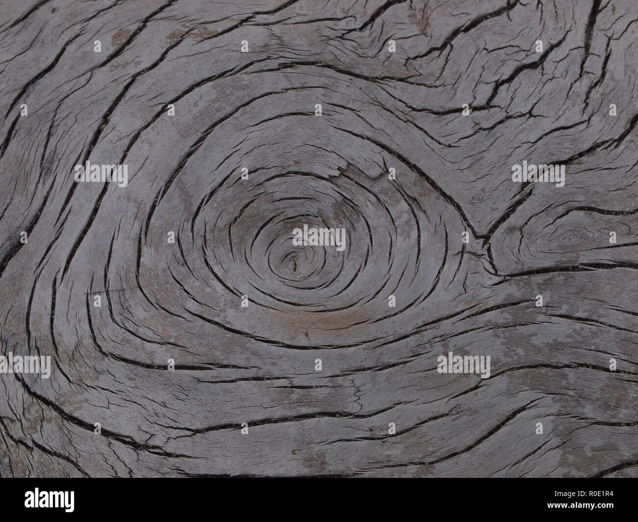 tree ring close up background Stock Photo - Alamy