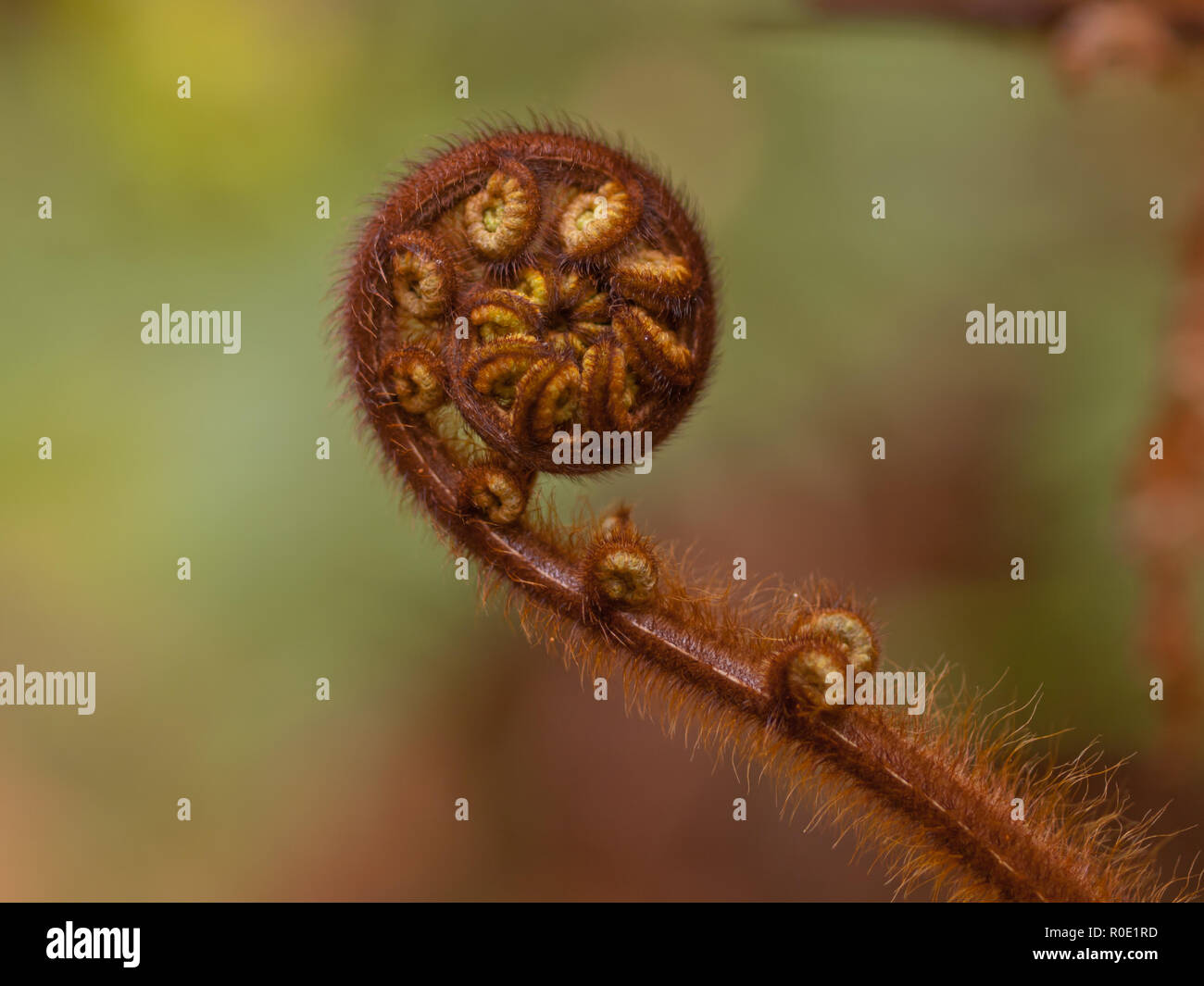 Close up fern hi-res stock photography and images - Alamy