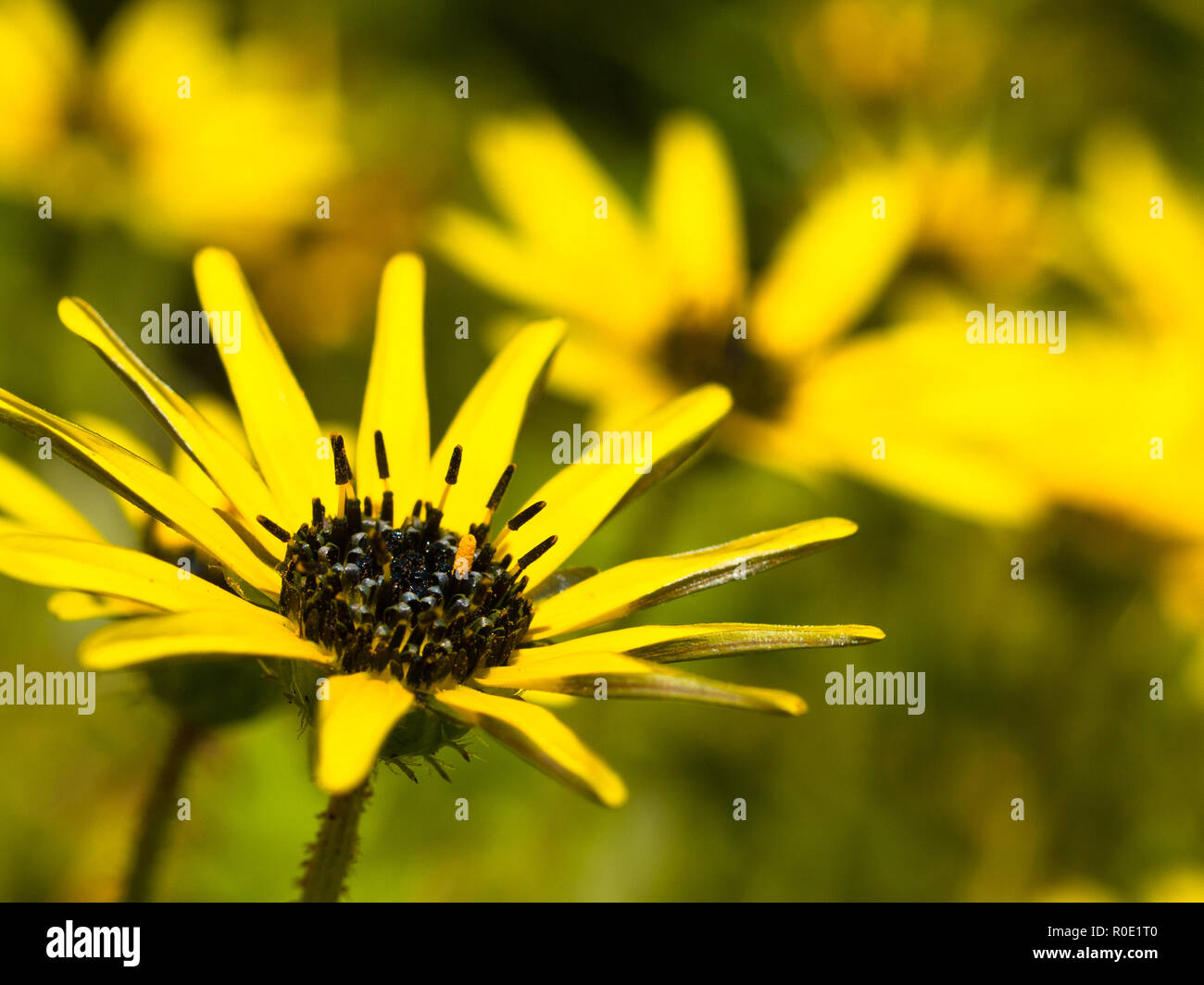 Yellow flowers new zealand native hires stock photography and images