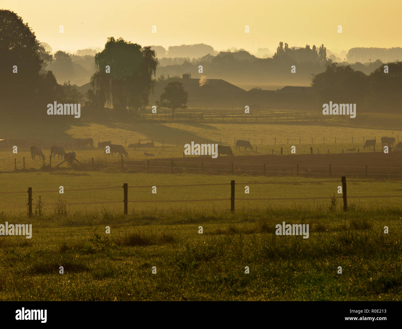 agricultural landscape with cows during misty sunrise Stock Photo - Alamy