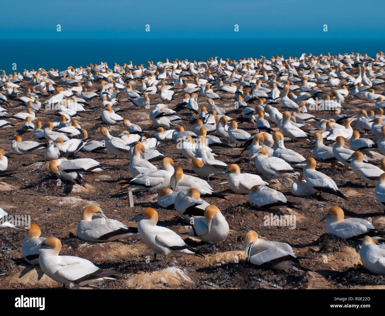 Gannet colony at cape kidnappers New Zealand Stock Photo