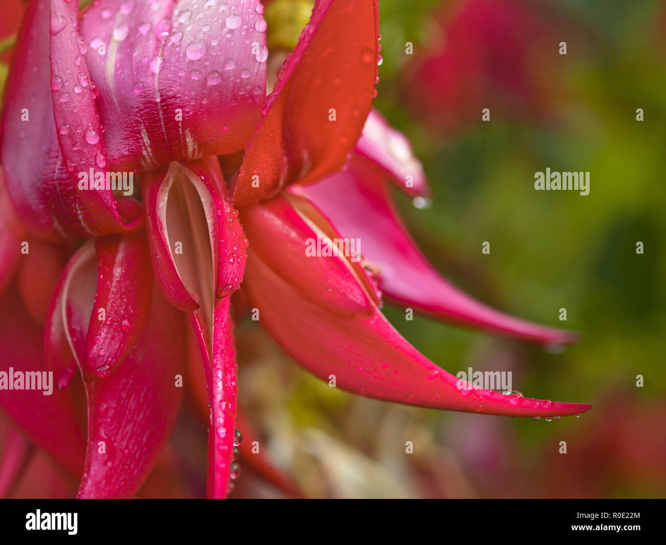 Kakabeak flowers (Clianthus puniceus) endangered native plant Stock Photo Alamy