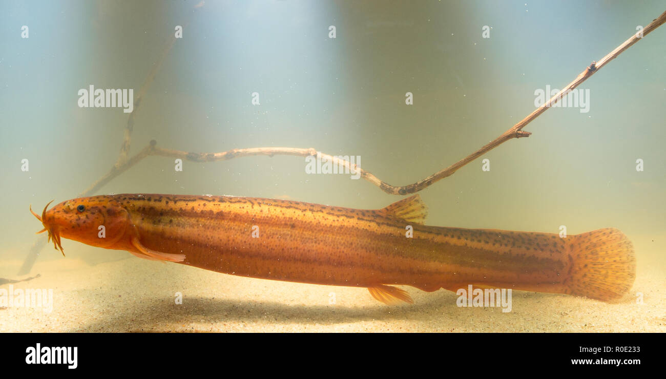 Overview of a European weather loach (Misgurnis fossilis) in natural habitat Stock Photo