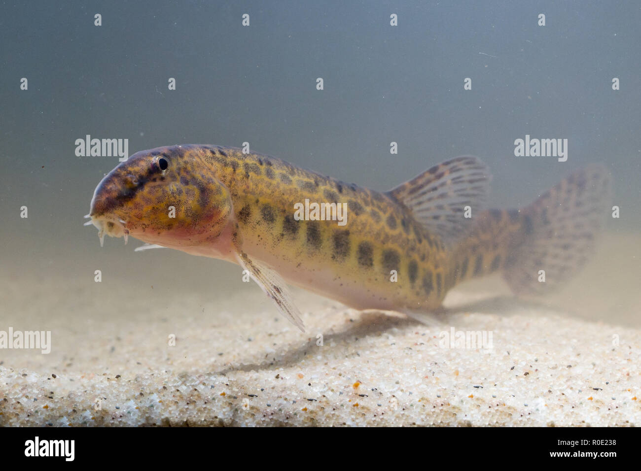 spotted weather loach (Cobitis taenia) resting on the bottom Stock Photo
