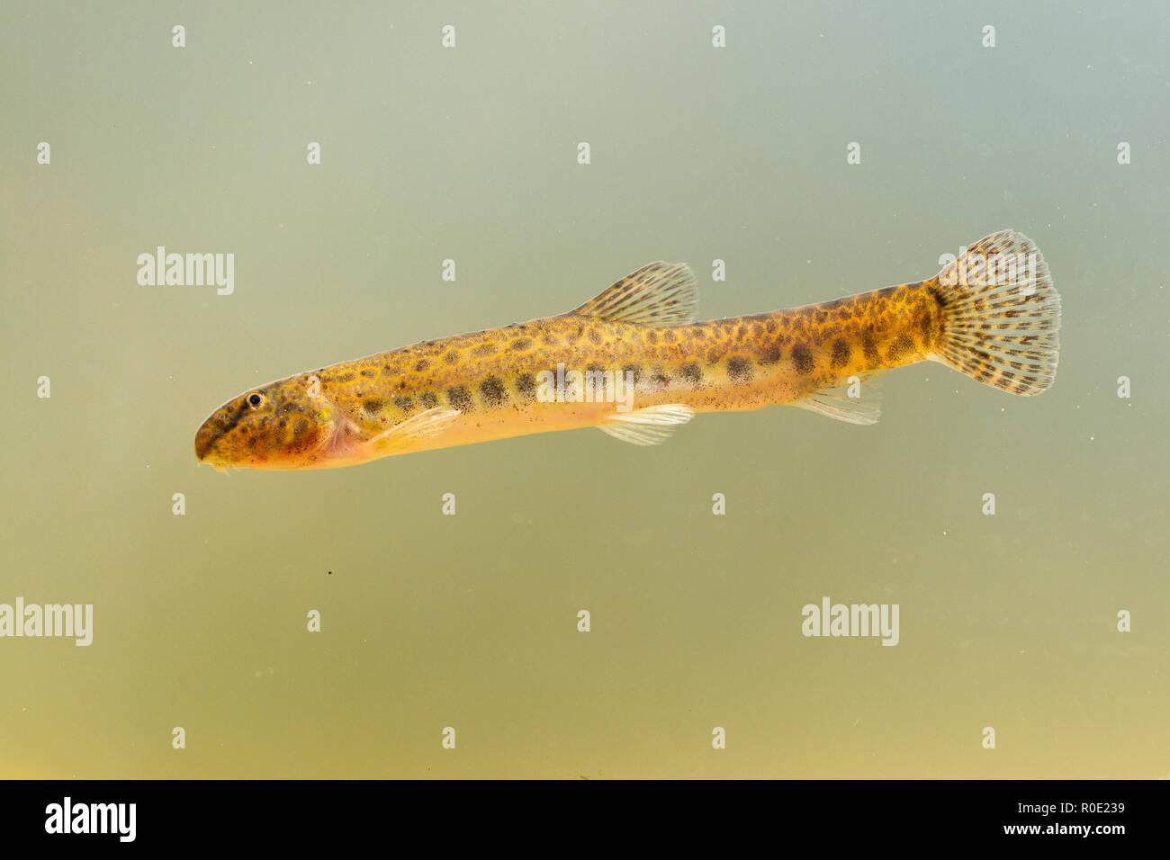 spotted weather loach swimming Stock Photo
