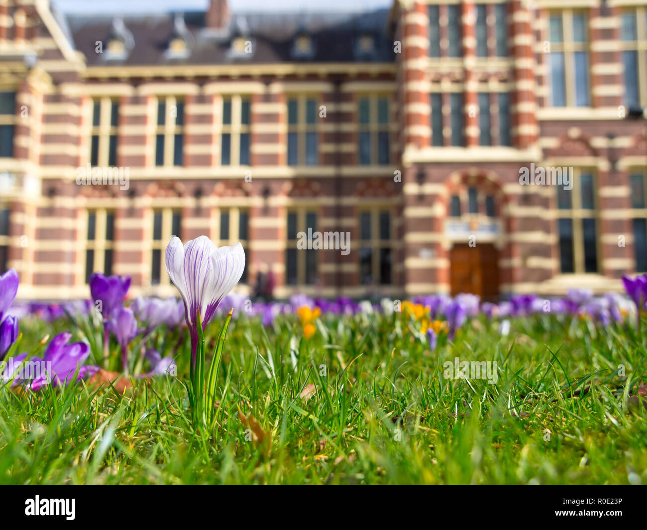 Een bloeiende krokus in de tuin van een historisch gebouw Stock Photo
