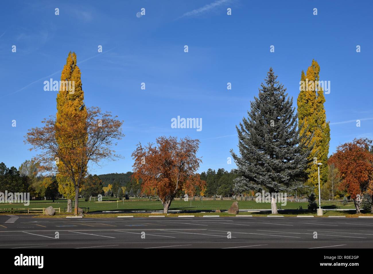 Leaves changing color in Flagstaff Arizona Stock Photo Alamy