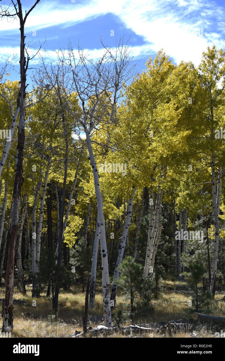 Leaves changing color in Flagstaff Arizona Stock Photo Alamy