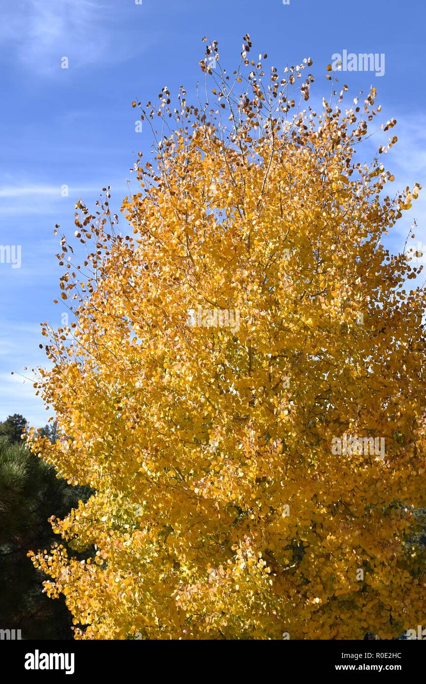 Leaves changing color in Flagstaff Arizona Stock Photo Alamy