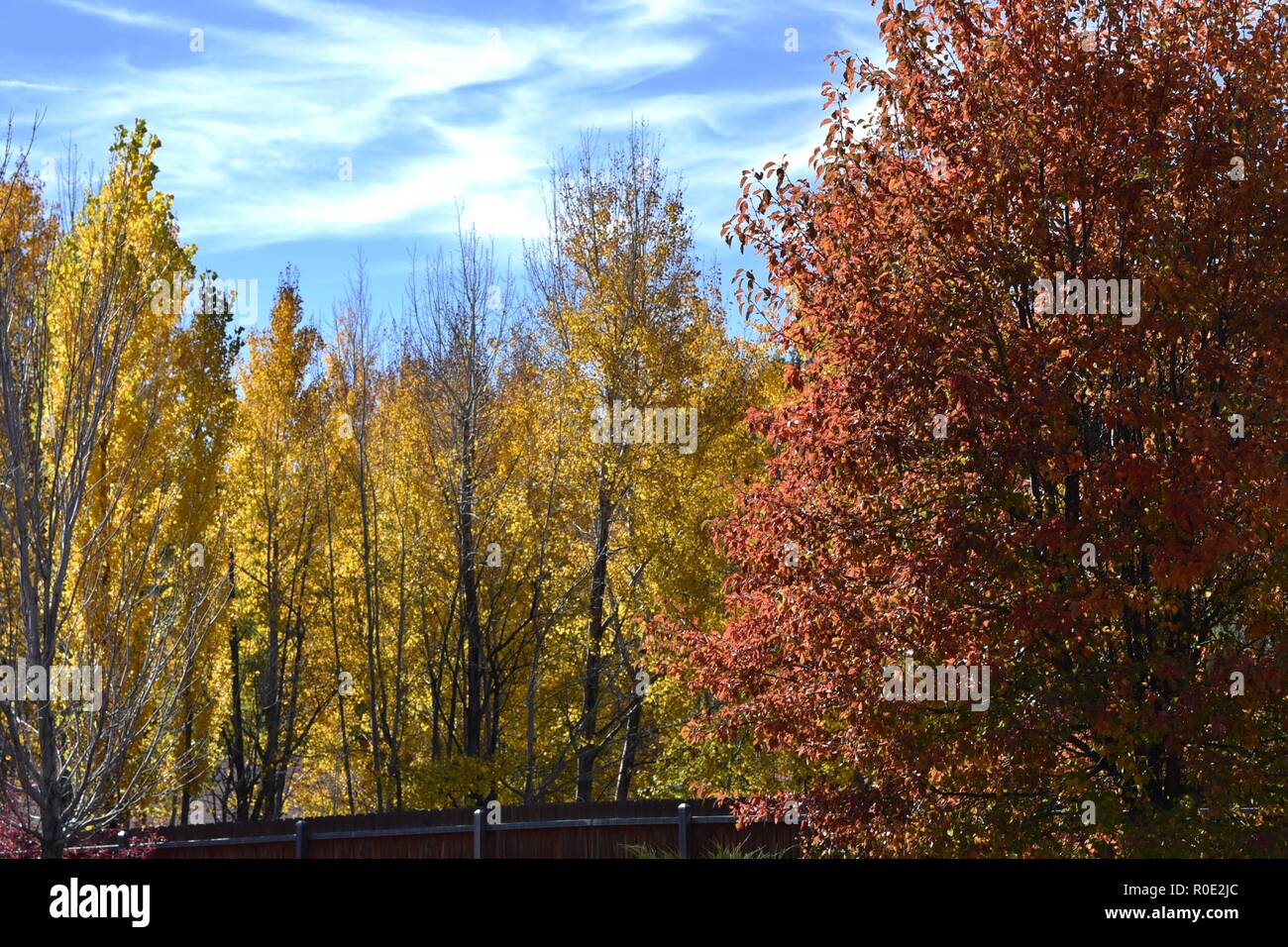 Leaves changing color in Flagstaff Arizona Stock Photo Alamy