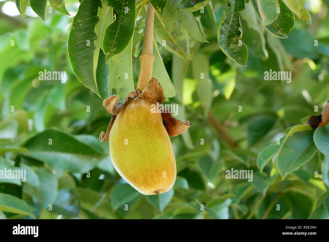 Monkey Bread Fruit Stock Photos & Monkey Bread Fruit Stock Images - Alamy