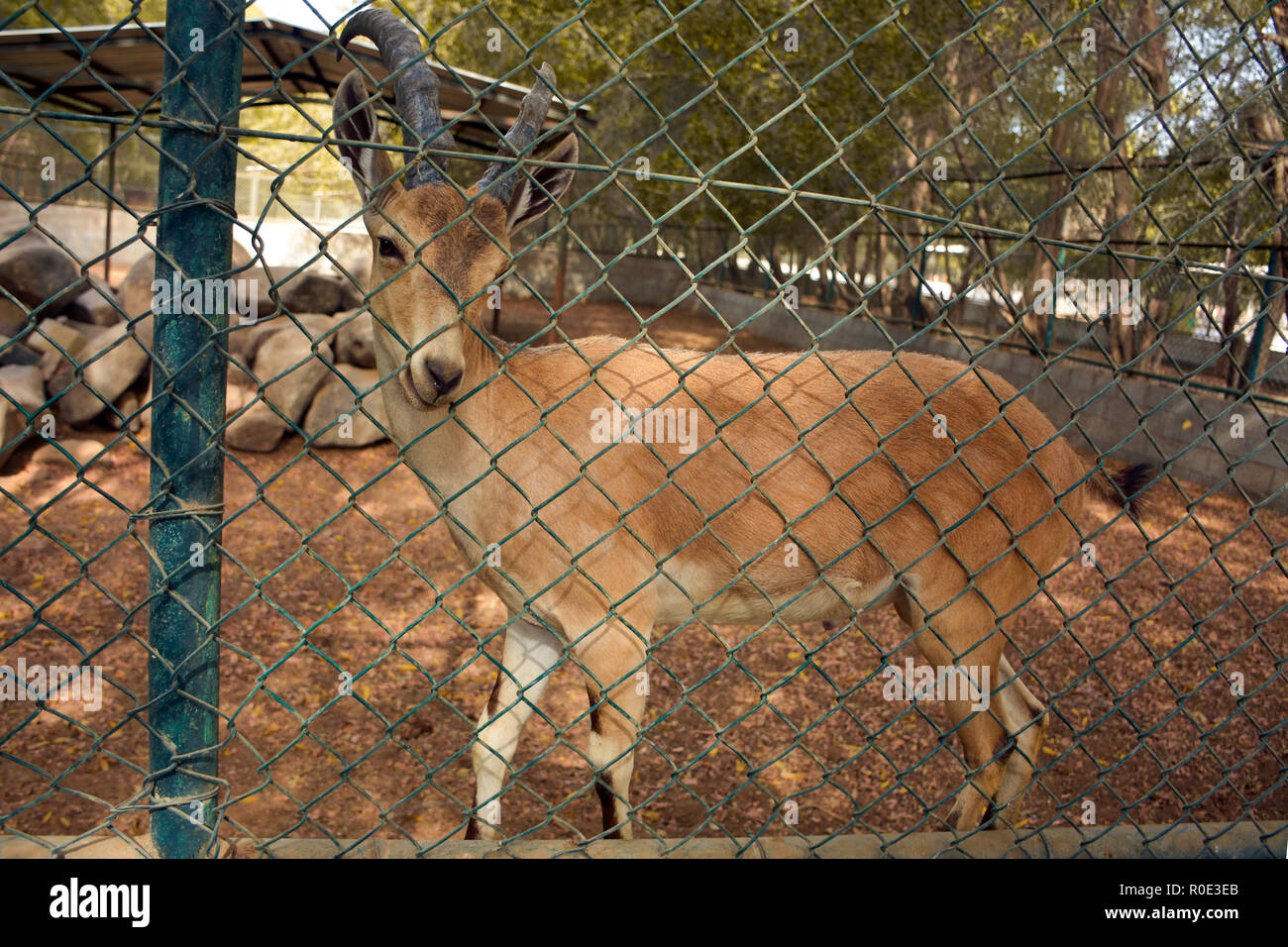 Deer in zoo Stock Photo