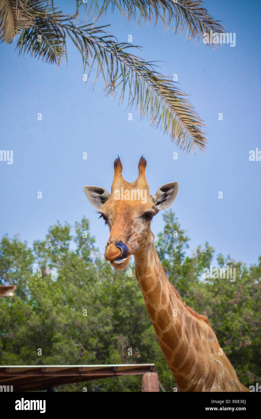 Giraffe in zoo Stock Photo