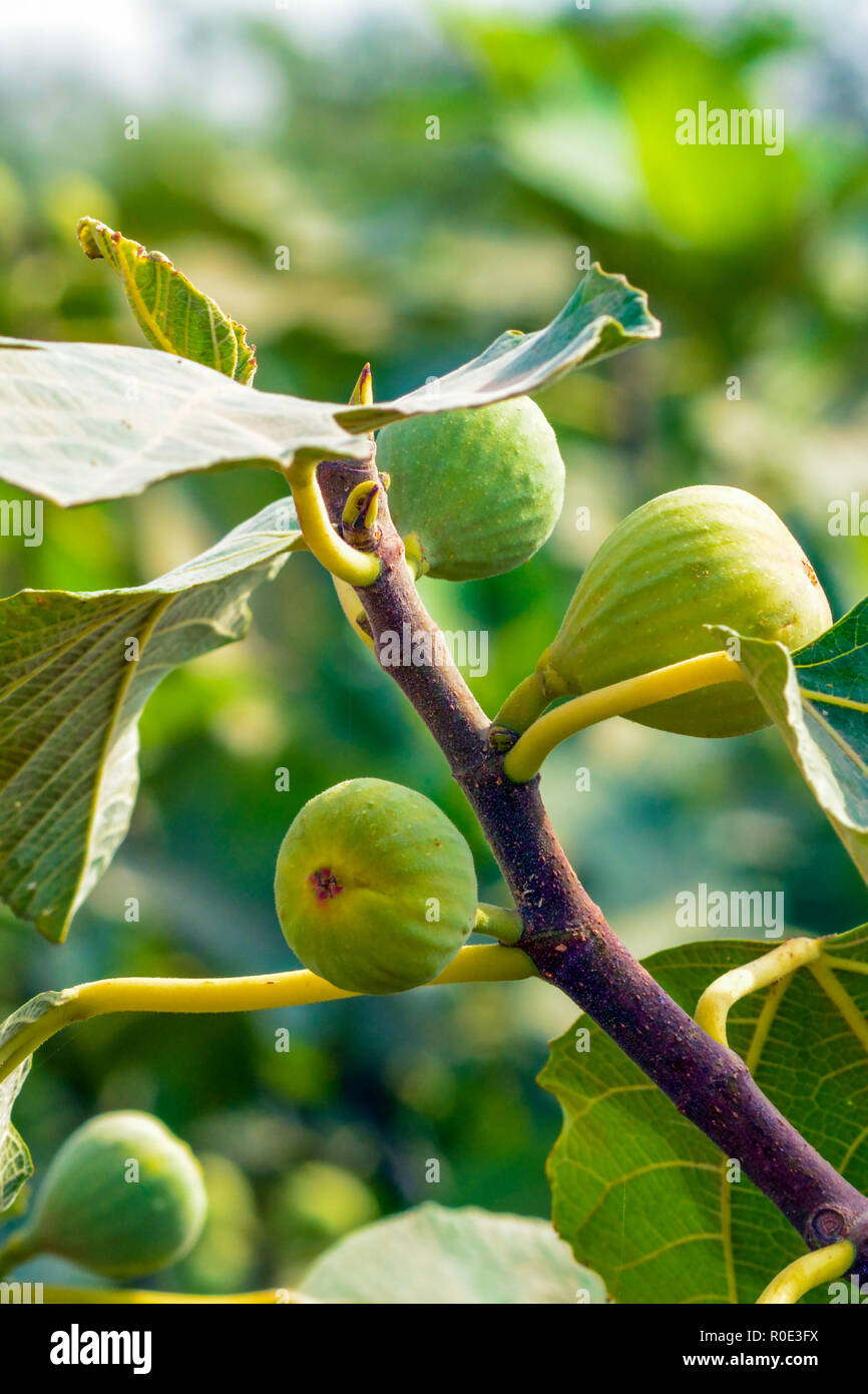 Common fig (Ficus carica) Stock Photo