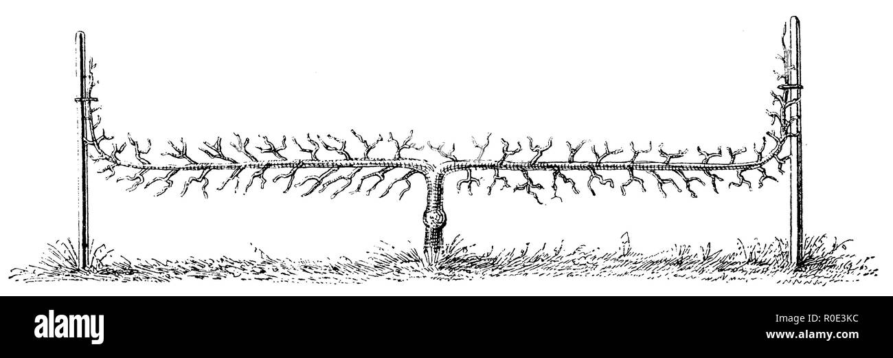 Trellis Fruit: Two-armed cordon tree, anonym  1911 Stock Photo