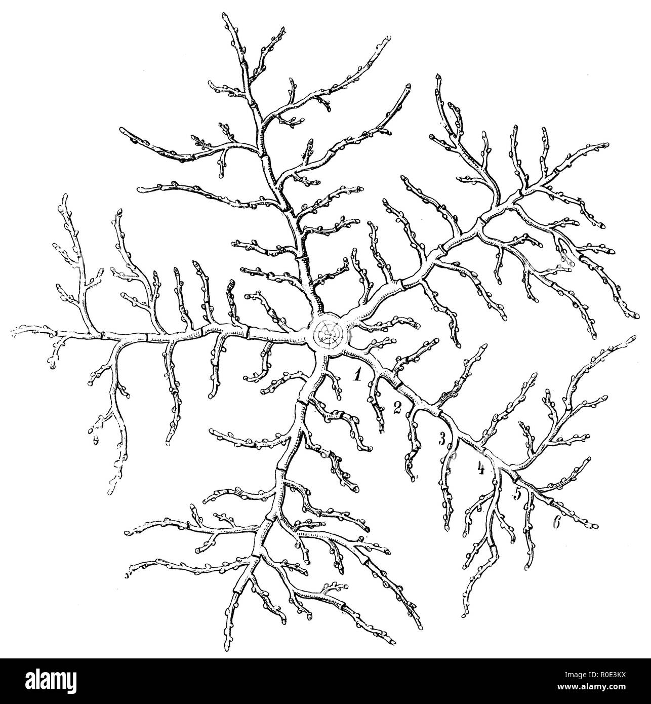Schematic drawing of the lowest flat spread boughs of a five-year treetop, anonym  1911 Stock Photo