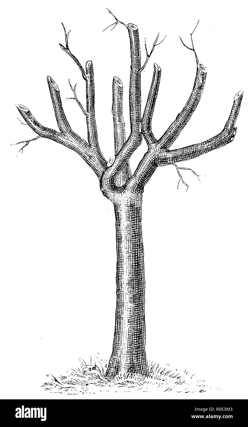 Cutting trees Cut Out Stock Images & Pictures Alamy