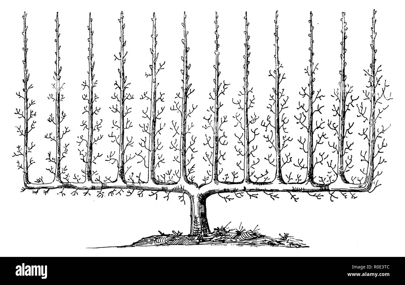 Trellis tree, candelabra palmetto,   1889 Stock Photo