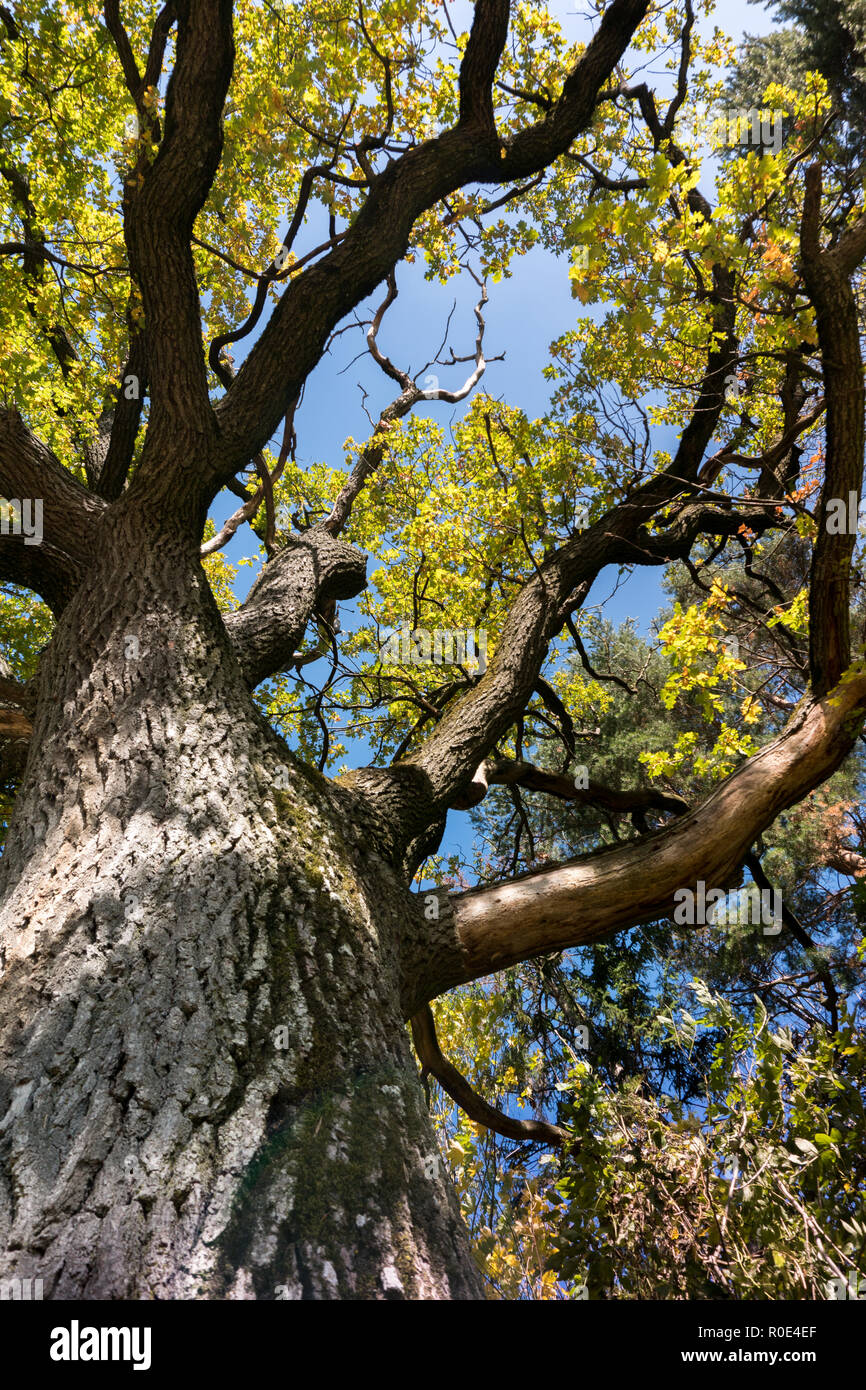 majestic old oak tree with large tree trunk and formidable branches ...