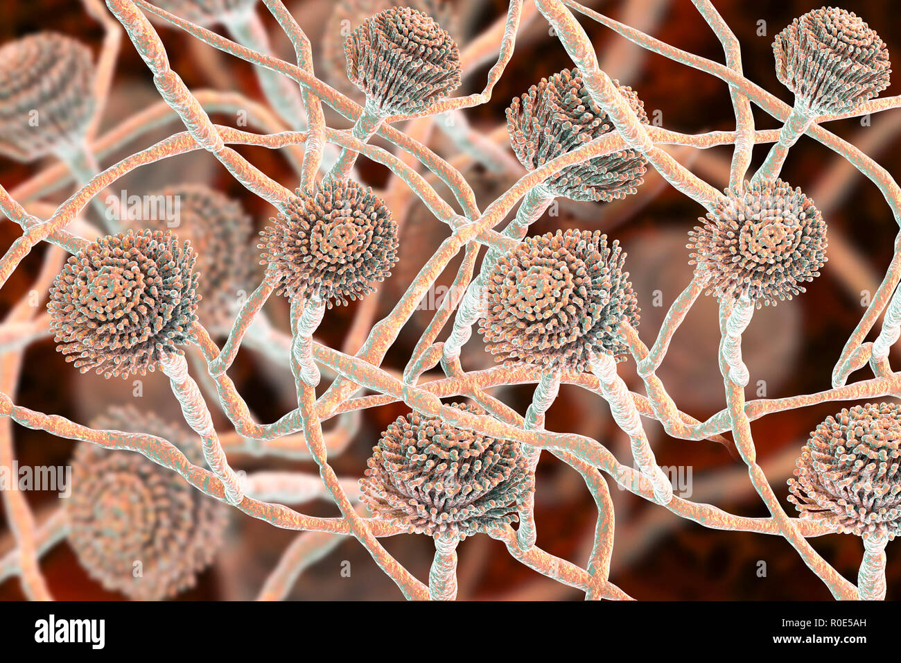 Computer illustration of fruiting bodies (conidiophores) and hyphae of the fungus Aspergillus fumigatus. A. fumigatus is a widely distributed saprophyte which grows on household dust, soil, and decaying vegetable matter, including stale food, hay and grain. Humans and animals constantly inhale numerous conidia of this fungus. A. fumigatus can cause a number of disorders in people with compromised immune function or other lung diseases, including allergy and the serious lung disease aspergillosis. This fungus can also spread to the brain, kidneys, liver and skin. Stock Photo