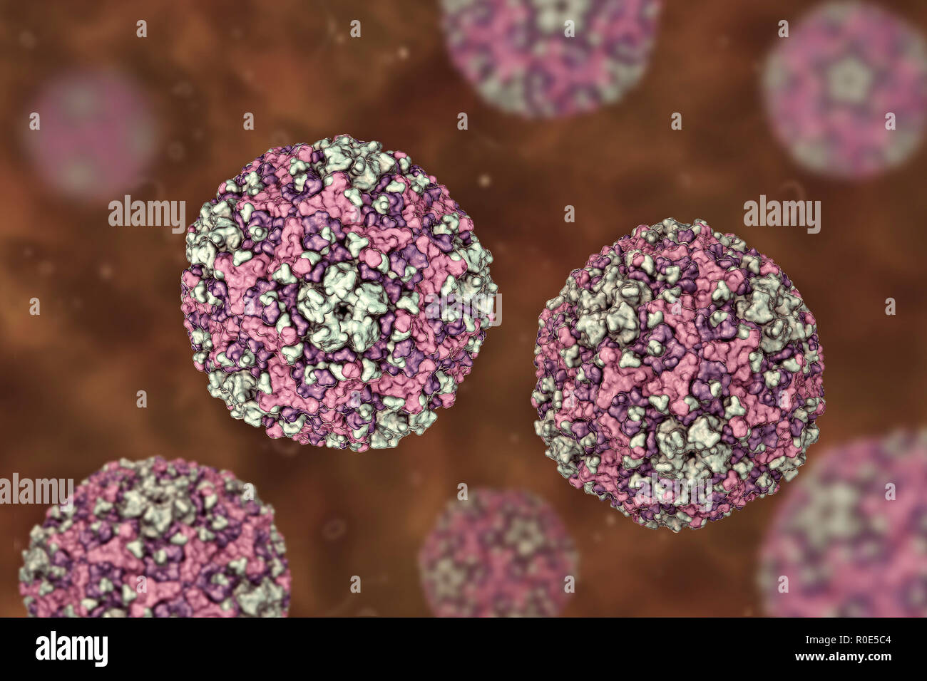 Group B Coxsackievirus, computer illustration. These viruses cause infections of the heart