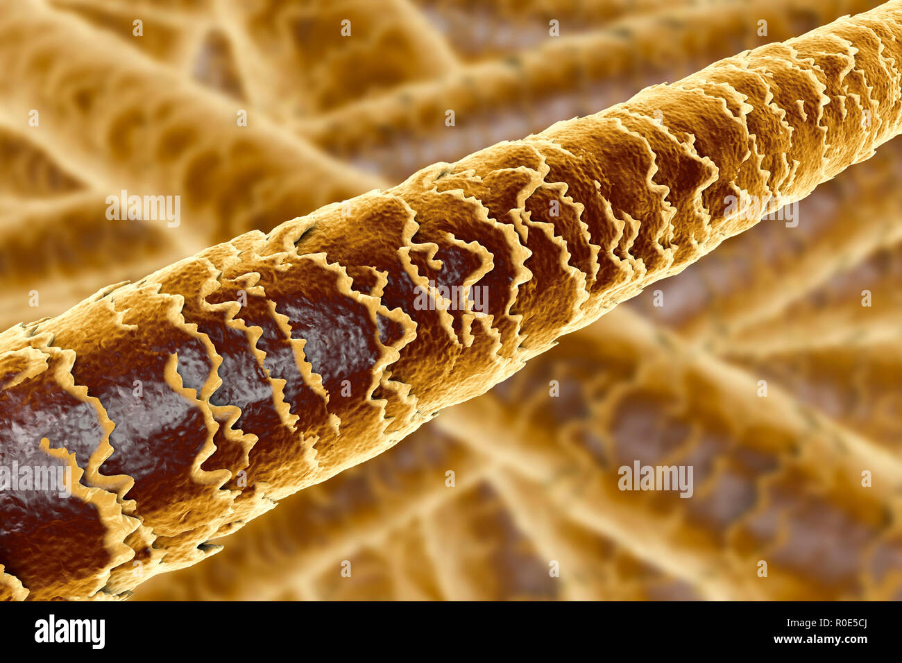 Human hair shafts, computer illustration. The outer layer of the hair shaft  (the cuticle) can be seen, with overlapping scales of dead cells. The  scales are thought to be important in preventing