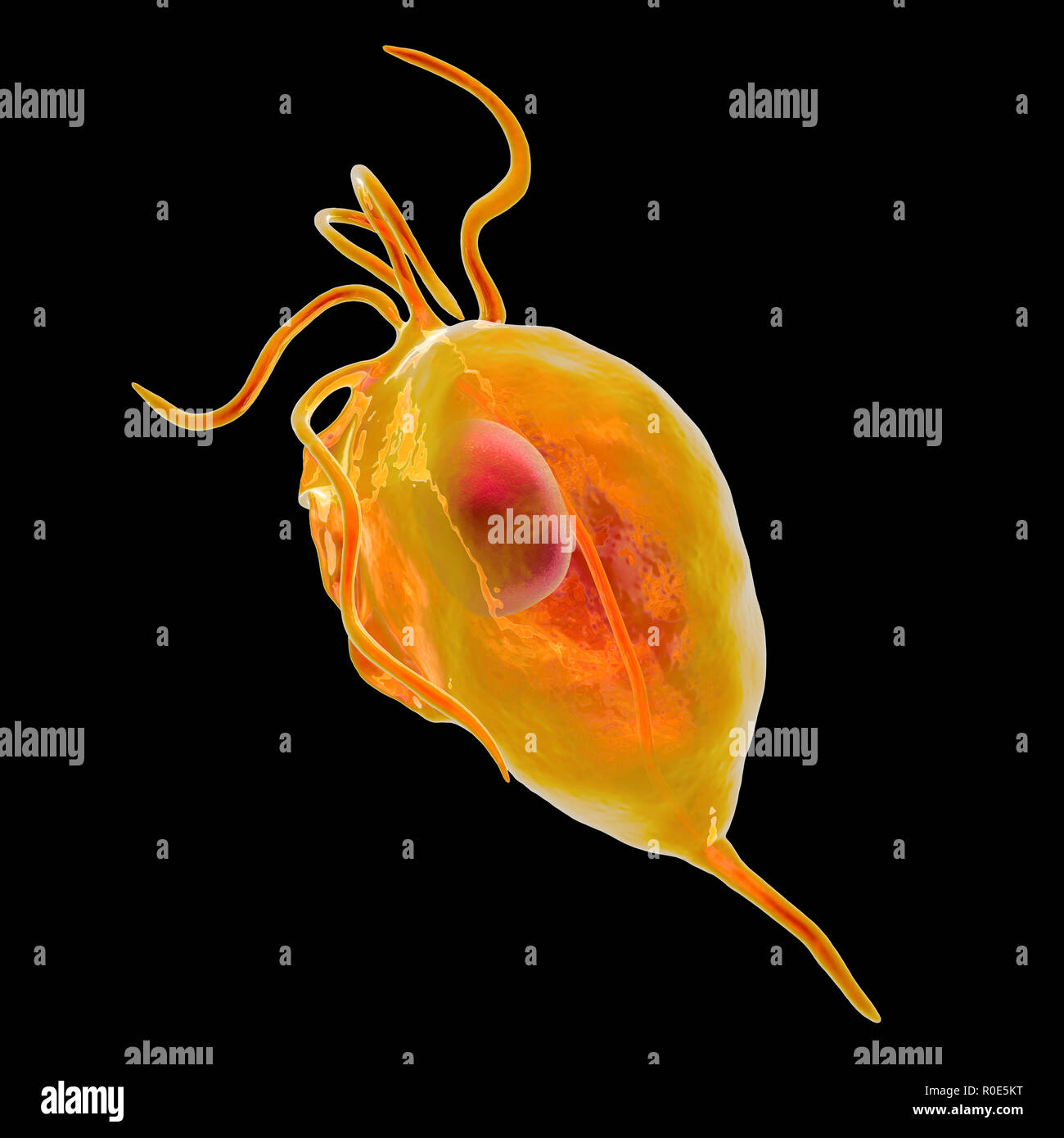 Trichomonas vaginalis, computer illustration. Trichomonas vaginalis is a parasitic microorganism that is the causative agent of trichomoniasis. Trichomoniasis is a common cause of vaginitis and is a sexually transmitted disease. Stock Photo